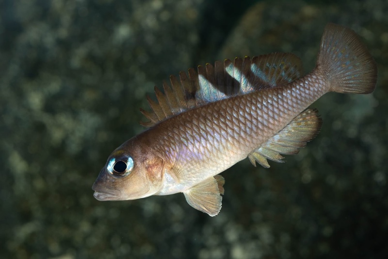 Lamprologus kungweensis 'Burton Bay'
